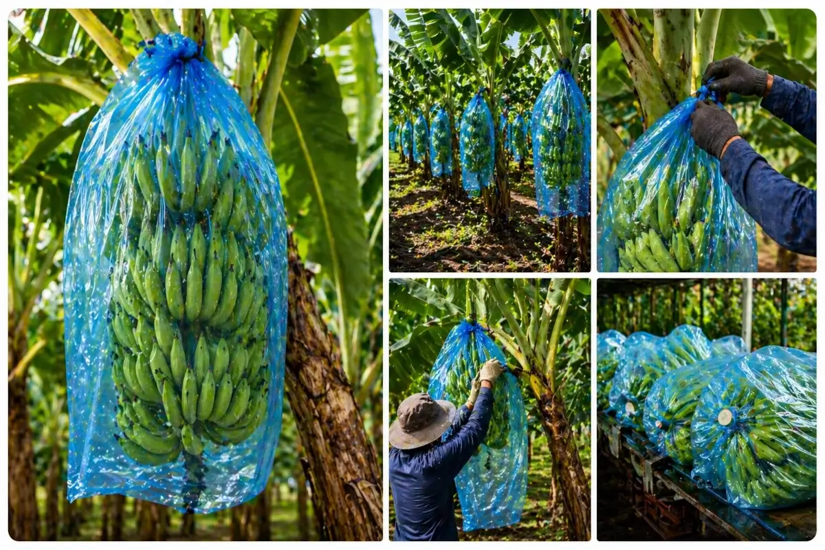 aplicación de bolsa para plátano en racimos dentro del cultivo